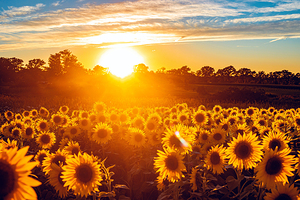 Sunflower Field Sunrise