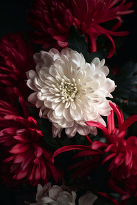 Beautiful White And Red Flowers