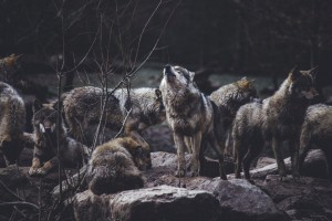 Wolf Pack