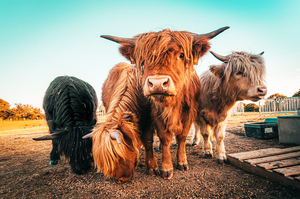 Domestic Yak