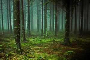 Forest Woods 1_OSG