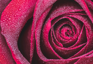 Rose Red Morning Dew