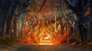 Forest Road 1_OSG