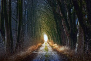 Forest Road 3_OSG