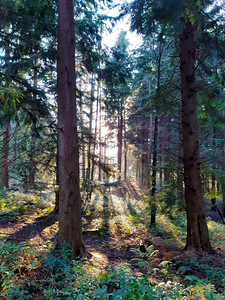 Into The Woods