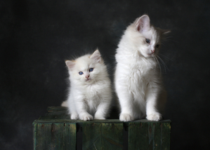 CUTE KITTENS