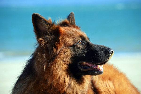 German Shepherd Dog by One Simple Gallery