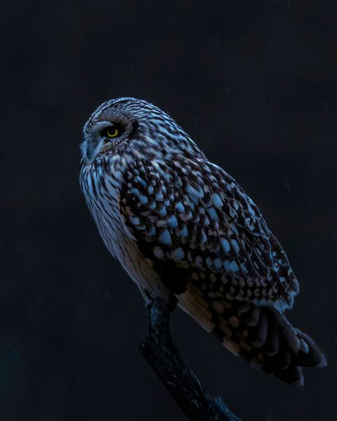 Short Eared Owl Bird by One Simple Gallery