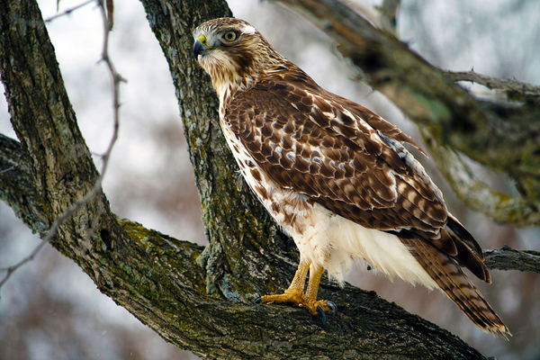 Hawk On A Tree Branch by One Simple Gallery