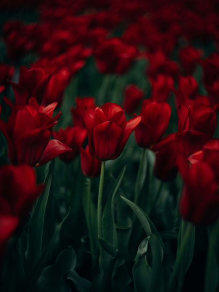Red Tulips Flower by One Simple Gallery