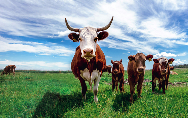 Cows by One Simple Gallery