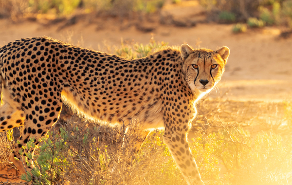African Cheetah Big Cats  by One Simple Gallery