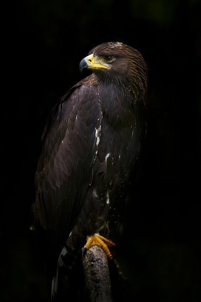 Back Hawk Bird by One Simple Gallery