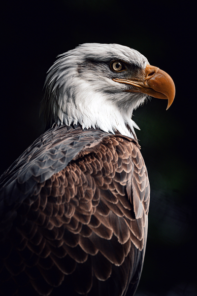 Bald Eagle by One Simple Gallery