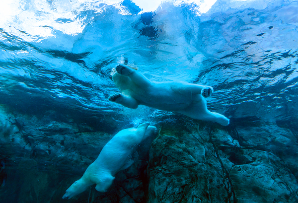Bears Underwater Print