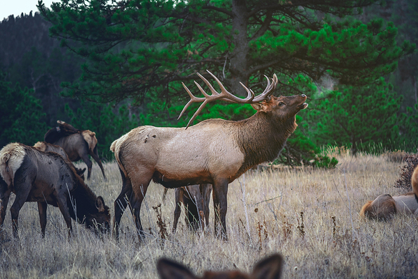 Brown Moose by One Simple Gallery