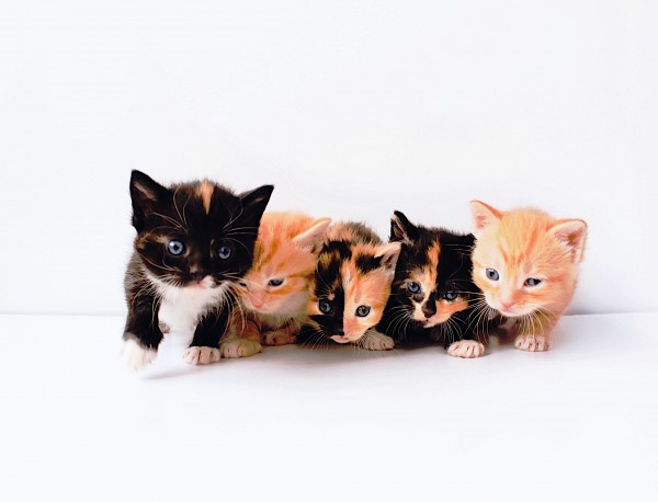 Cute Little Kittens by One Simple Gallery