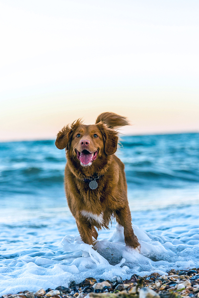 Golden Retriever Dog by One Simple Gallery