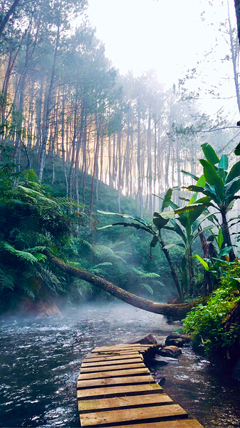 Jungle River by One Simple Gallery