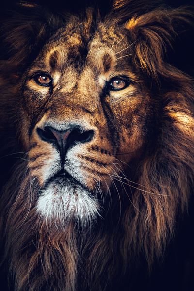 Lion Jungle king by One Simple Gallery