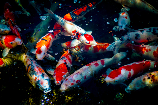 Koi Fish In The Pond by One Simple Gallery