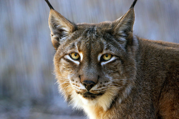 Lynx Big Cat by One Simple Gallery