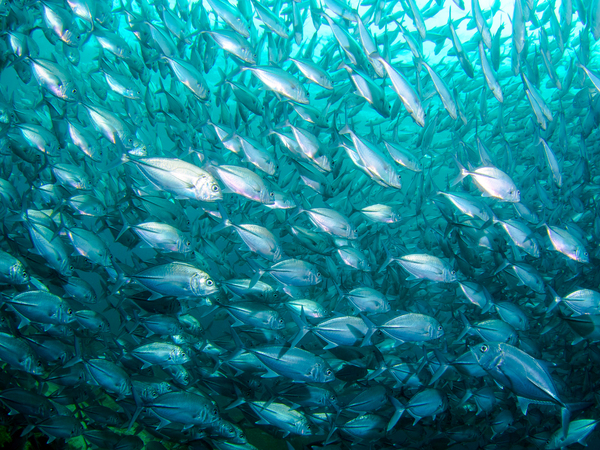 School Of Fish Underwater Photography by One Simple Gallery