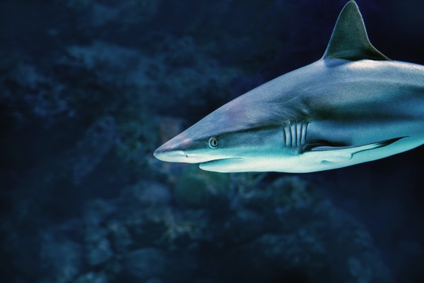 Vicious Reef Shark_OSG by One Simple Gallery