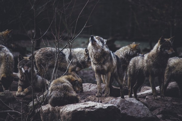Wolf Pack by One Simple Gallery