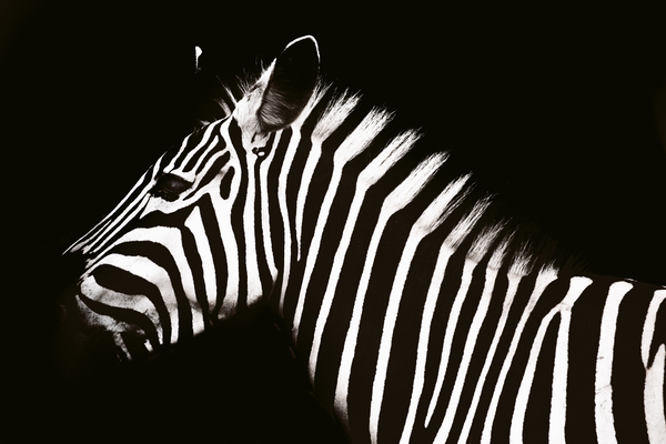 Portrait Of A Zebra by One Simple Gallery