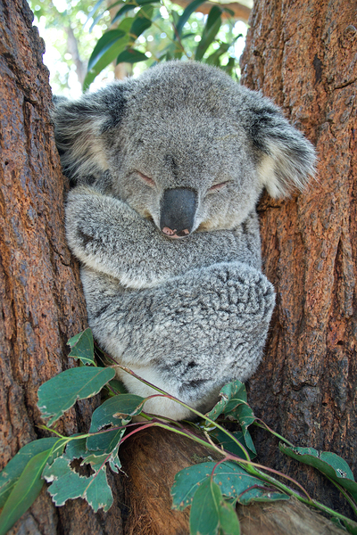Cute Koala snoozing in the treetops by One Simple Gallery