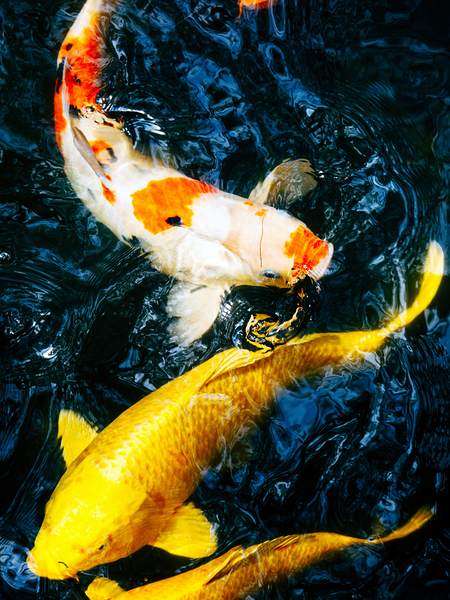 koi Fish by One Simple Gallery