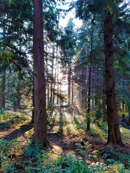 Into The Woods by One Simple Gallery