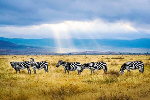 Zebras In The Wild  by One Simple Gallery