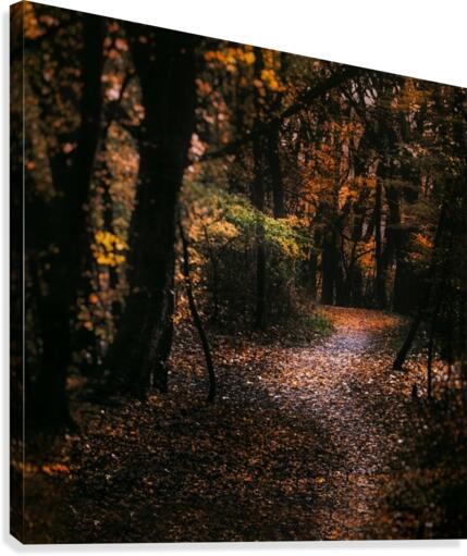 Forest 2_OSG Canvas Print