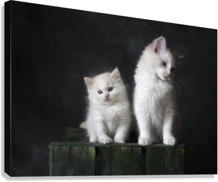 CUTE KITTENS Canvas Print
