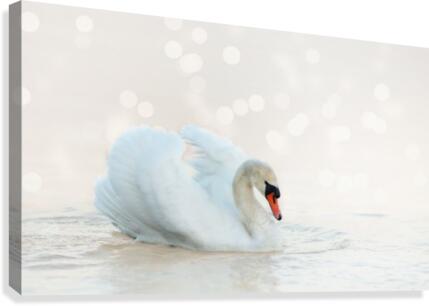 Swan Canvas Print