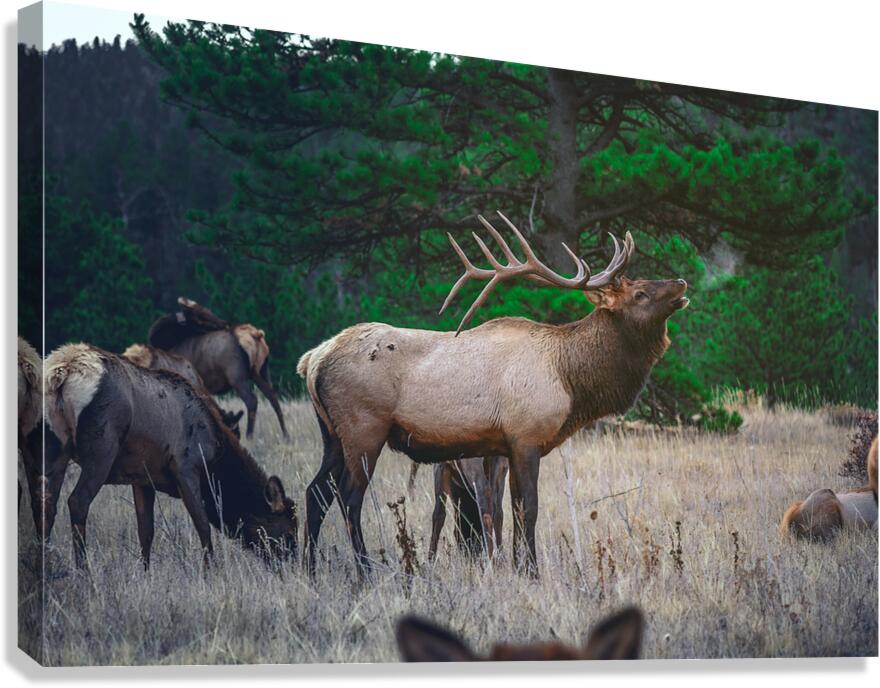 Brown Moose Canvas Print