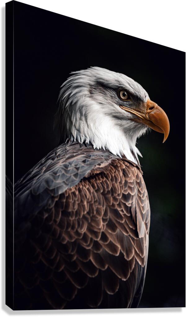 Bald Eagle Canvas Print