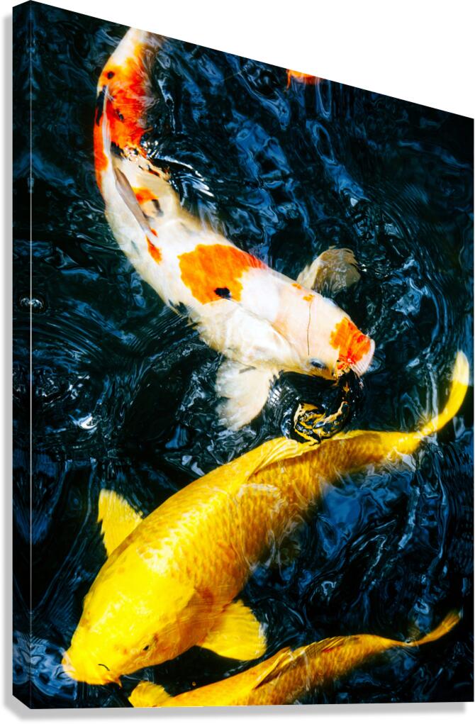 koi Fish Canvas Print