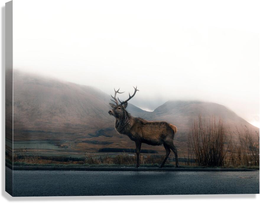 Elk Canvas Print