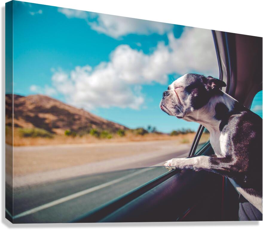 Boston Terrier Dog  Canvas Print