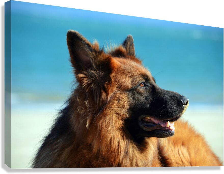 German Shepherd Dog Canvas Print
