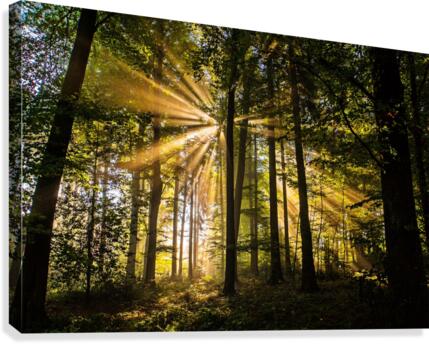 Forest Sun Rays 1_OSG Canvas Print