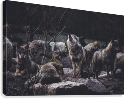 Wolf Pack Canvas Print