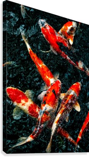 Koi Fish Canvas Print