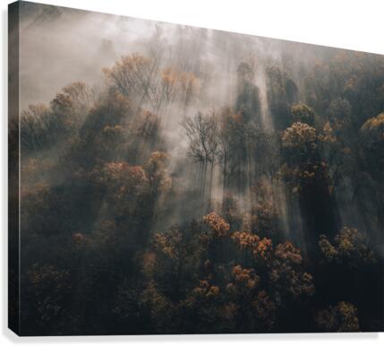 Forest Light Ray Canvas Print