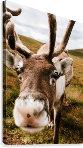 Deer Close Up Canvas Print
