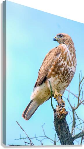 Hawk Buzzard Bird Canvas Print
