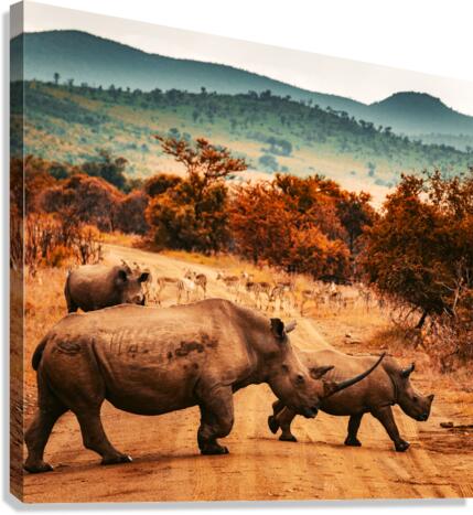 Rhino Crossing Canvas Print